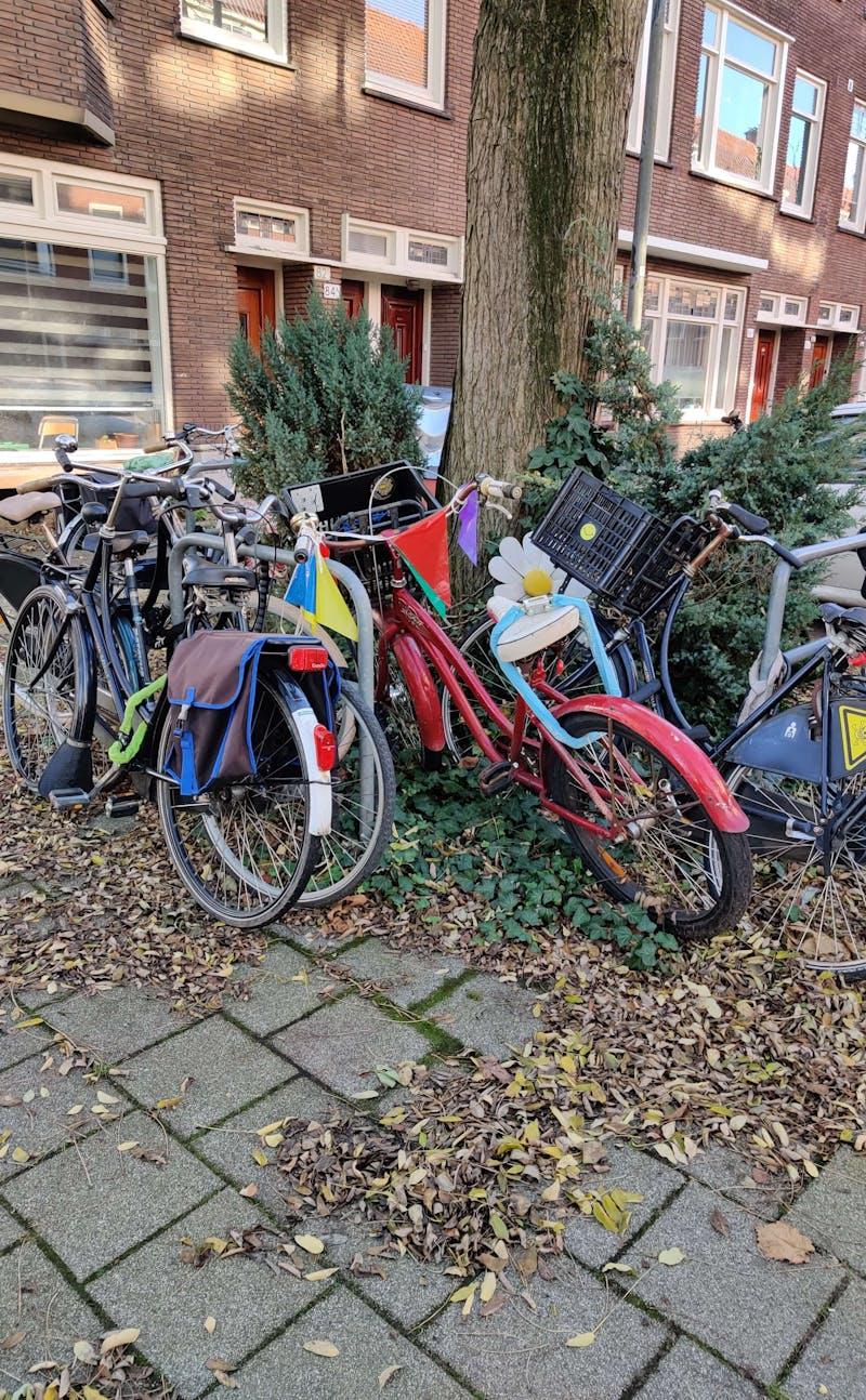 Bicycles parked near a tree in Bergpolder Rotterdam