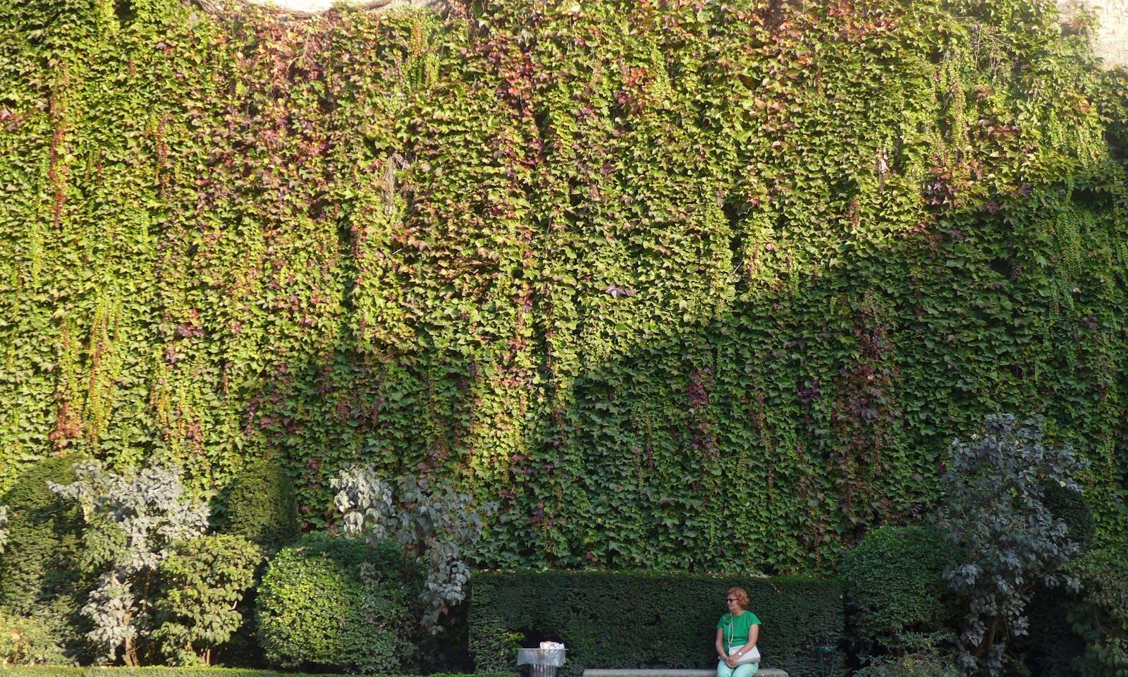 Woman sitting in front of a great green wall full of plants