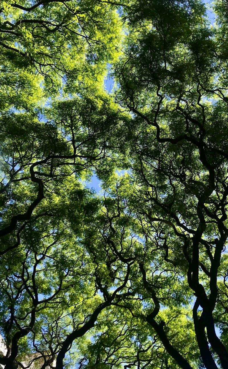 Tree canopies seen from the ground with blue skies